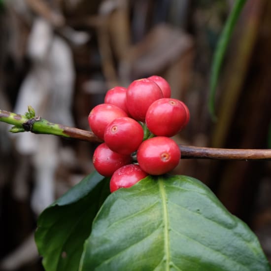 Colombia Asociación Los Naranjos: Pretty in Pink (Bourbon)