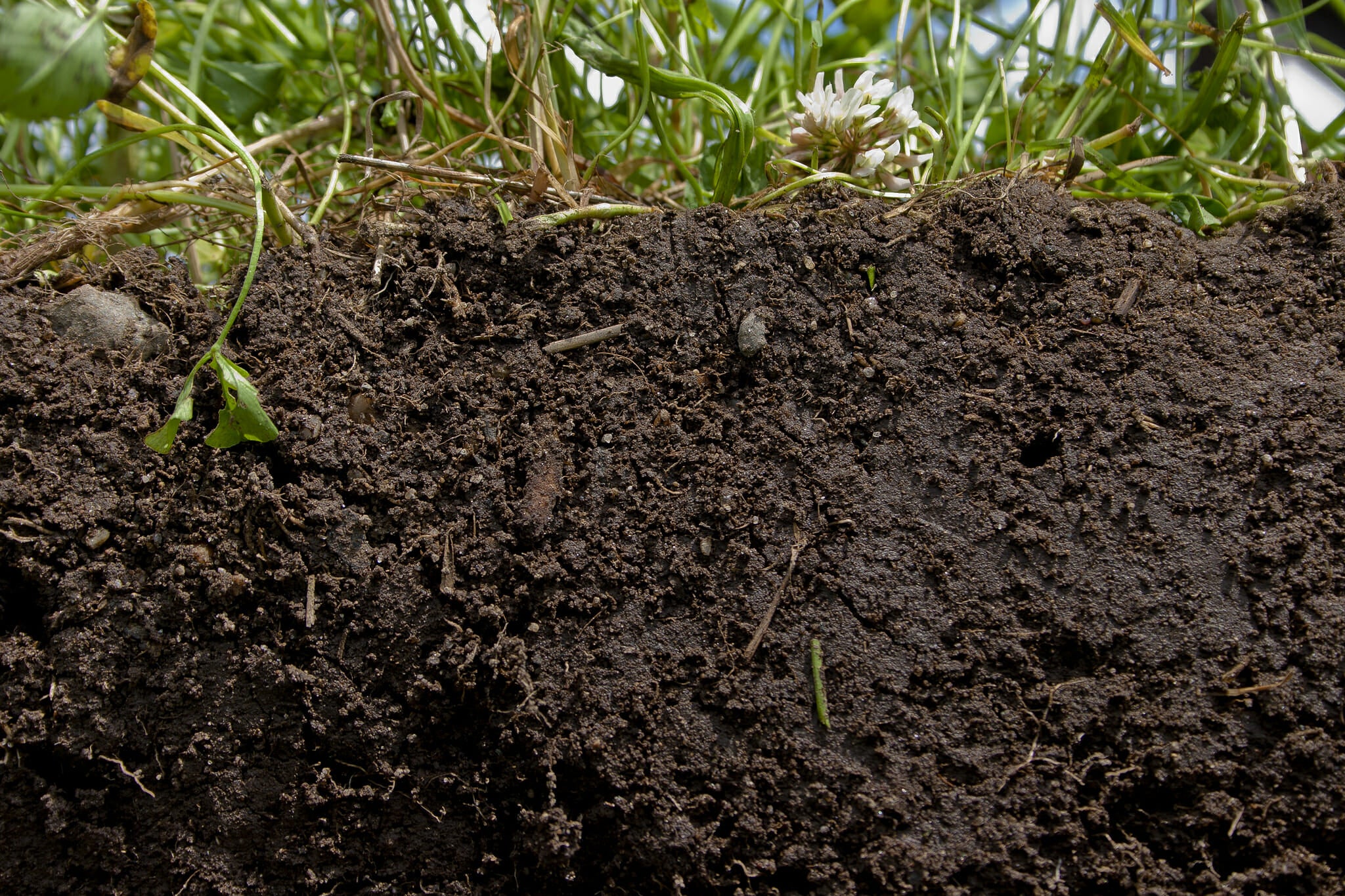 Soil Management - Coffee Farmers Look Beyond Rust – Mill City Roasters