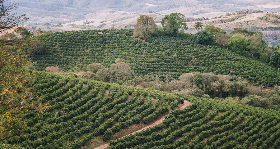 The Brazil Problem: Use Path Intelligence to profile your replacements