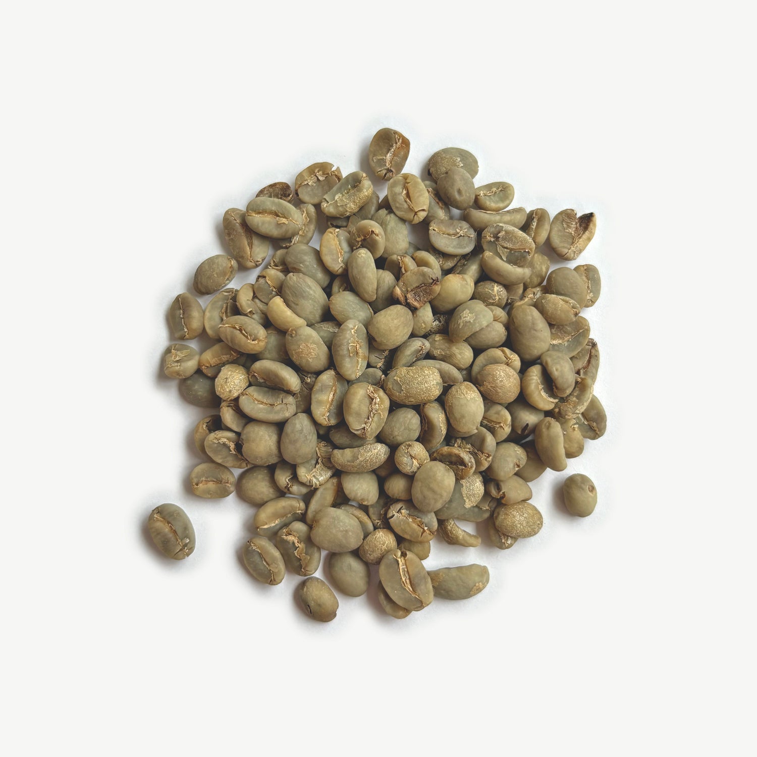 Java - West Java Sunda Badak, Wet-Hulled