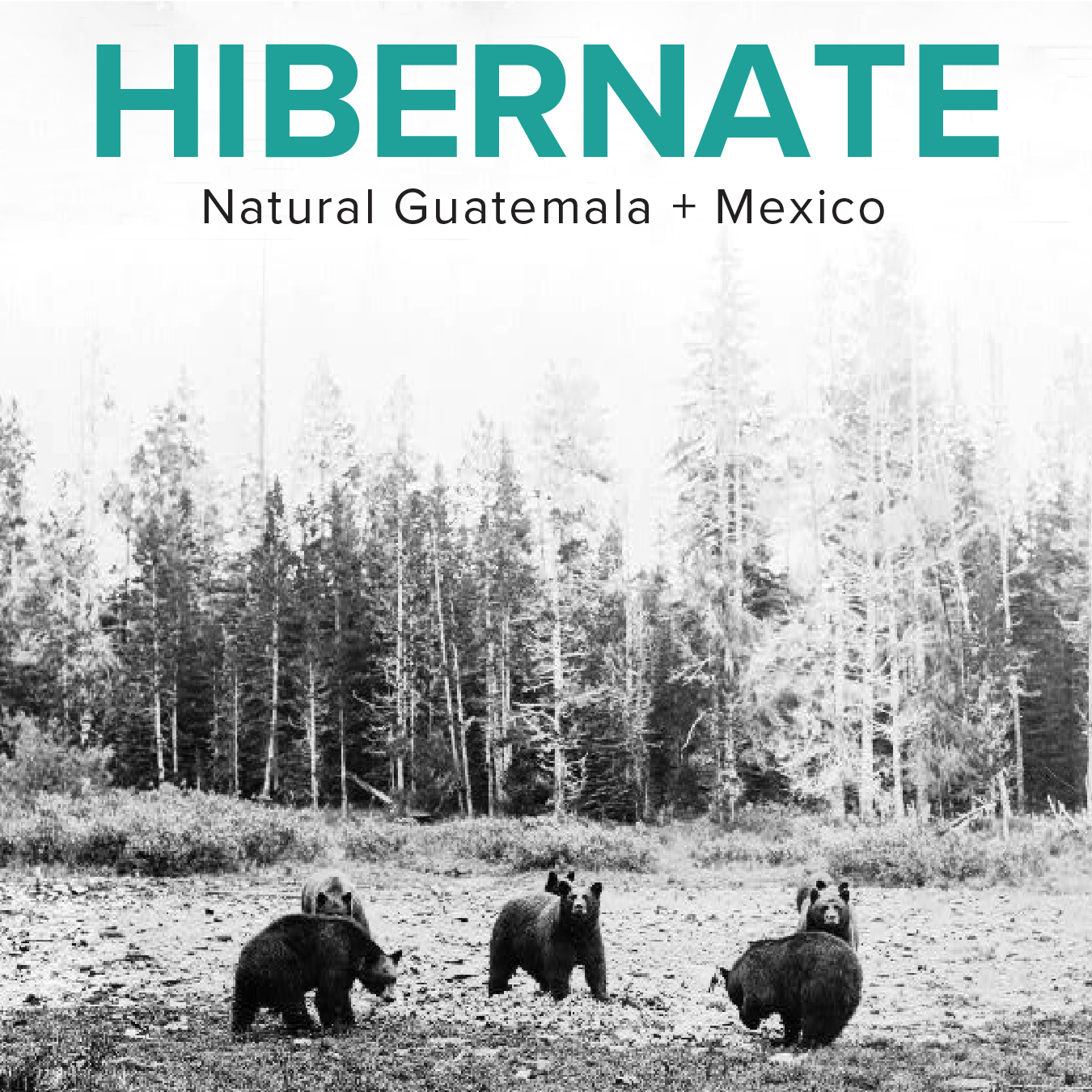 Hibernate Holiday Blend
