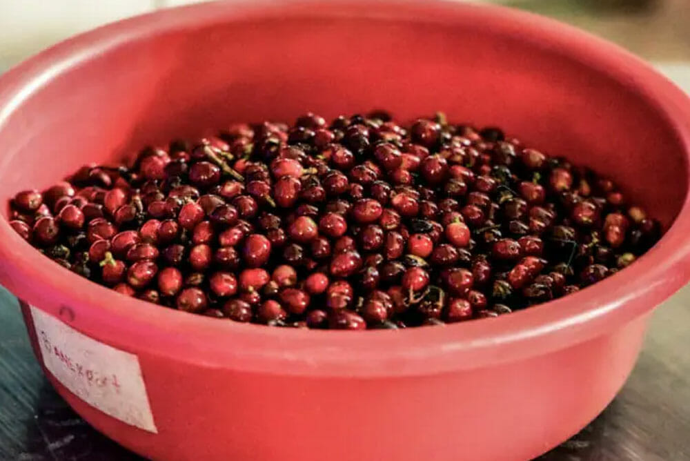 A red bowl full of rip red coffee cherries.