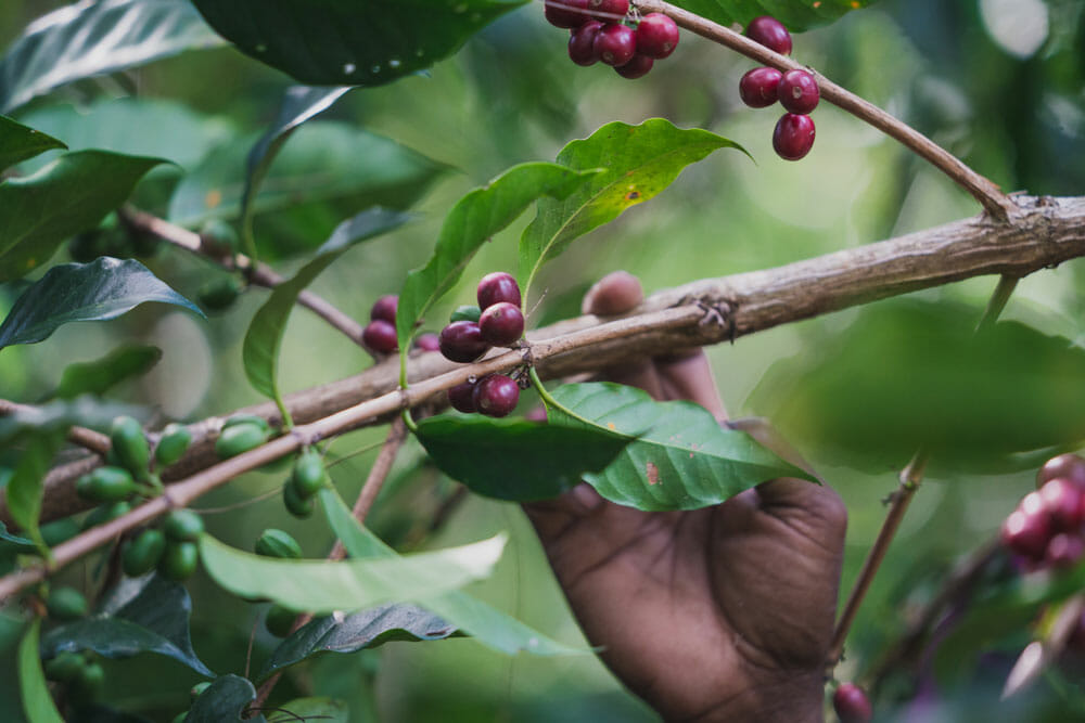 Ripe coffee cherries hanging on their stems. There is greenery in the background with a hand reaching up towards the cherries. There are also green cherries towards the bottom left of the red cherries.