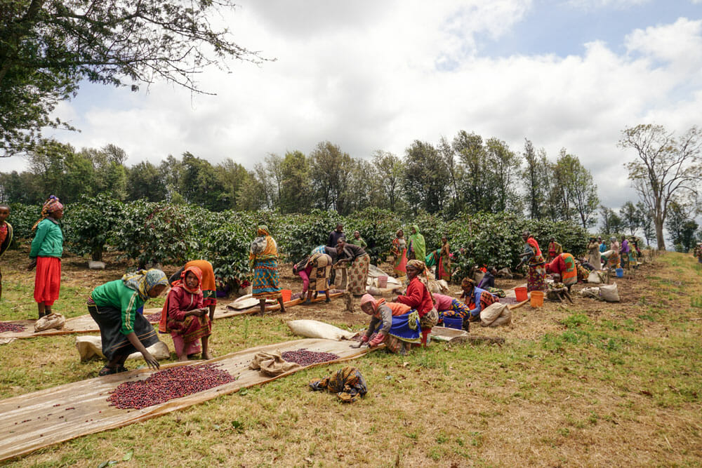 Several people are either standing or kneeling down where ripe coffee cherries are sprawled out. It appears they are sorting through the cherries.