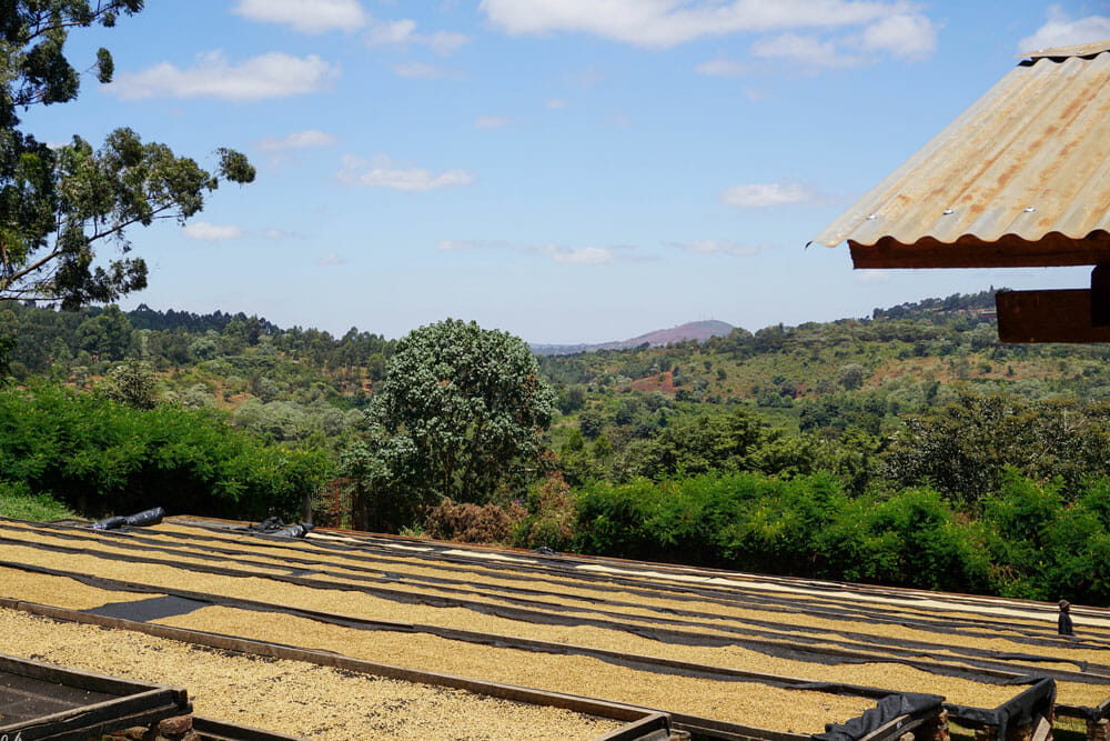Coffee beans laid out to dry in raised drying structures. In the background there's nothing but lush trees and greenery.