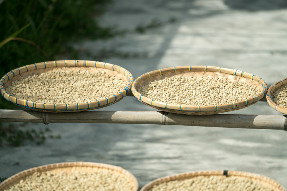 Green coffee beans sitting in woven baskets drying in the sun.